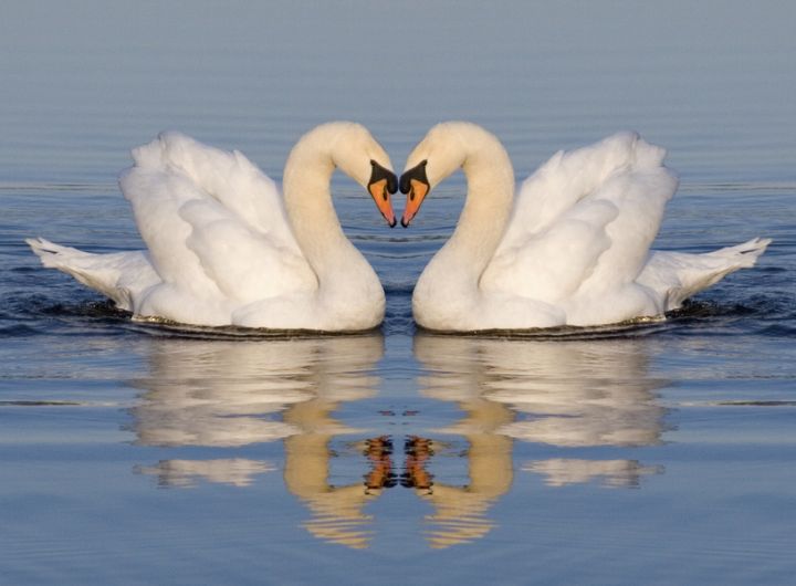 swans floating on lake - parents can argue nicely